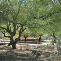The Arboretum at Arizona State University