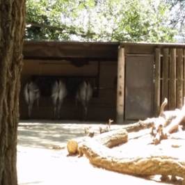 Sacramento Zoo