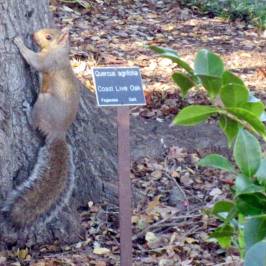 Elizabeth F. Gamble Garden
