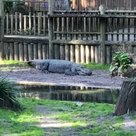 St. Augustine Alligator Farm Zoological Park