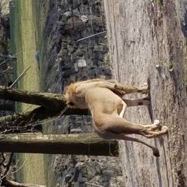 Bronx Zoo