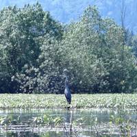 Smith and Bybee Lakes Wildlife Area