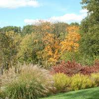 Mount Airy Forest