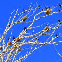 Heron and Cormorant Rookery