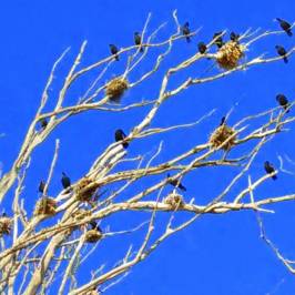 Heron and Cormorant Rookery