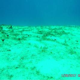 Palancar Reef