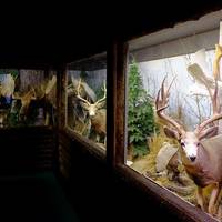 The Den - Jasper's Wildlife Museum