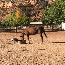 Best Friends Animal Sanctuary