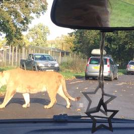 Blair Drummond Safari and Adventure Park