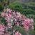 Exotic Garden (Jardin Exotique)