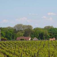 Clos de Vougeot
