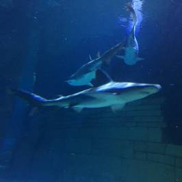 SEA LIFE Minnesota