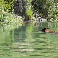 Pine Creek