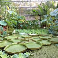 University of Bristol Botanic Garden