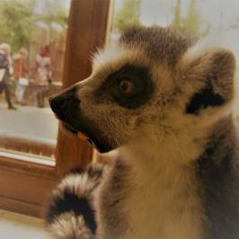 Tropical Butterfly House, Wildlife & Falconry Centre