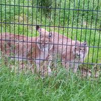 Birmingham Wildlife Conservation Park