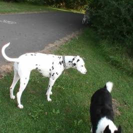 Elmdon Park