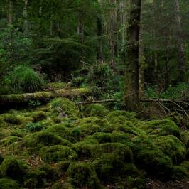 Torc Mountain Walk