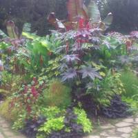 Clare Fellows' Gardens