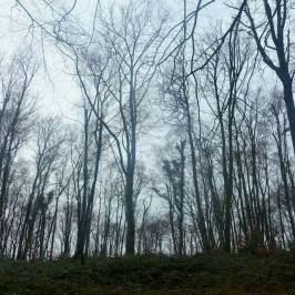 Bryngarw Country Park