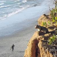 Swami's Beach