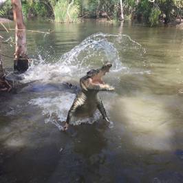 Hartley's Crocodile Adventures