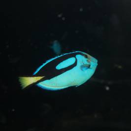 Underwater World Sea Life Mooloolaba