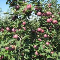 Centennial Farms and Orchards