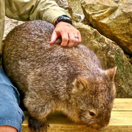 Billabong Sanctuary