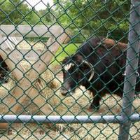 Cherry Brook Zoo Inc.