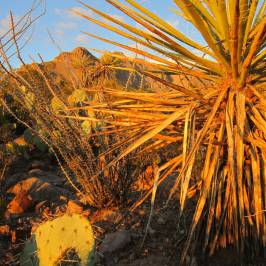 Oliver Lee Memorial State Park