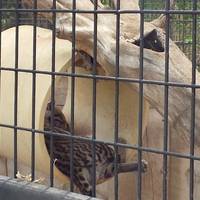 Alameda Park Zoo