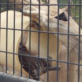 Alameda Park Zoo