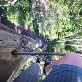 Dave Evans Bicentennial Tree