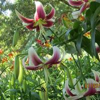 Iowa Arboretum