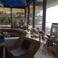 Museum of Natural History