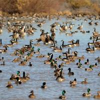 Cibola National Wildlife Refuge