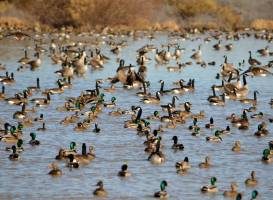 Cibola National Wildlife Refuge