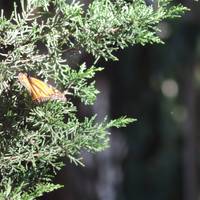 Monarch Butterfly Grove