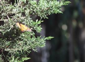 Monarch Butterfly Grove