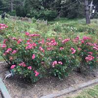 Berkeley Municipal Rose Garden