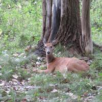 Tifft Nature Preserve