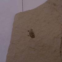 Stonerose Interpretive Center and Eocene Fossil Site