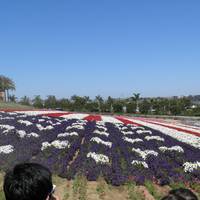 Carlsbad Flower Fields