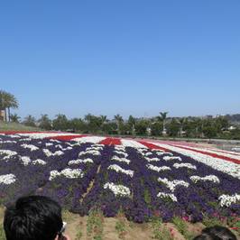 Carlsbad Flower Fields