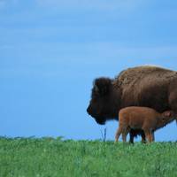 Neal Smith National Wildlife Refuge and Prairie Learning Center