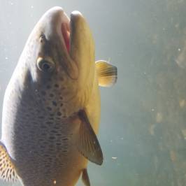 Shepherd of the Hills Fish Hatchery