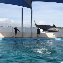 Gulfarium Marine Adventure Park