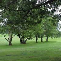 Goodwin Park
