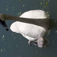 WWT Arundel Wetland Centre